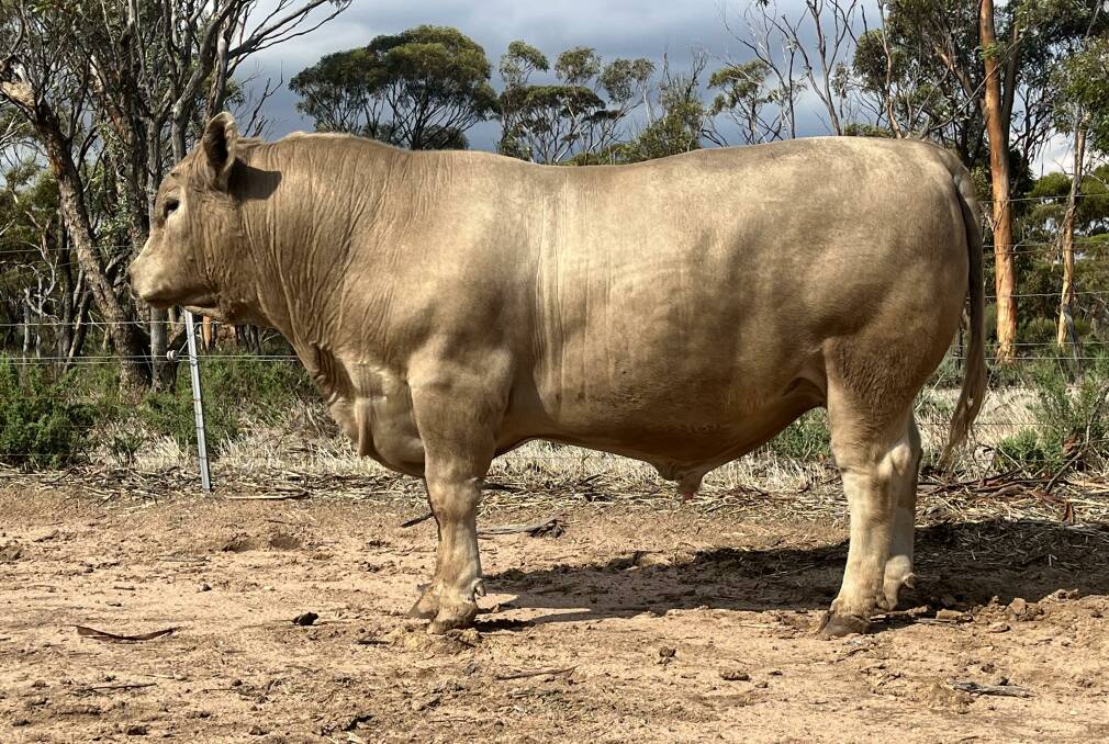 The top price 856kg bull, Young Guns Lonestar L56 son, Young Guns Triton BJL T101, which sold for the sales highest prices of $7750 to Andrew James, Abban Farms, Karlgarin.
