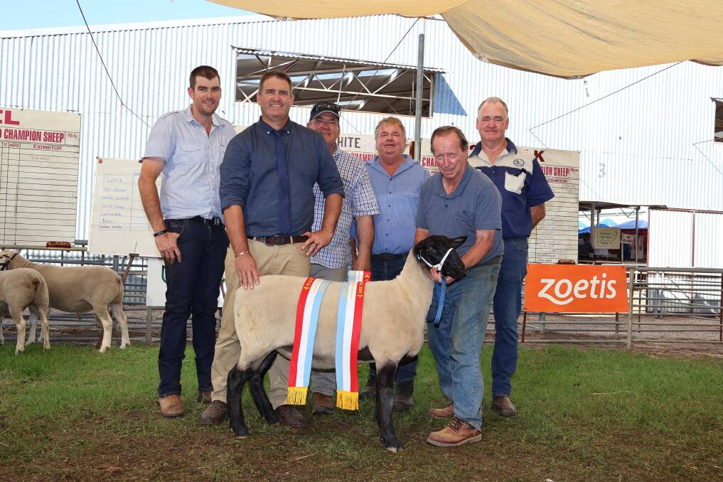 With the supreme champion interbreed meat breeds exhibit, a Suffolk ewe, from the Goldenover stud, Cuballing, held by stud principal Ray Batt, were judges Braden Lange, Ockley Park stud, Narrogin, Scott Mitchell, Rene stud, Culcairn, New South Wales, Ian Kyle, Ashley Park stud, Bairnsdale, Victoria, Grant Bingham, Iveston stud, Williams and Adrian Veitch, Kaya stud, Narrogin. The ewe was also sashed the supreme champion all breeds ewe.
