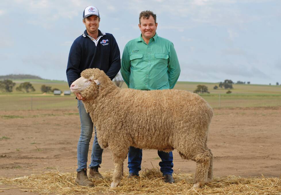 The Ledwith family, Derella Downs and Pyramid Poll studs, Dudinin, announced last week they have sold this Poll Merino sire from the Pyramid Poll stud for $20,000 to the Roemahkita Poll Merino stud, Cummins, South Australia, with a semen share going to the Callowie stud, Lowan Vale, South Australia. With the ram is Derella Downs and Pyramid Poll stud co-principal Luke Ledwith (left) and Nutrien Livestock Breeding representative Mitchell Crosby, who helped negotiate the sale.
