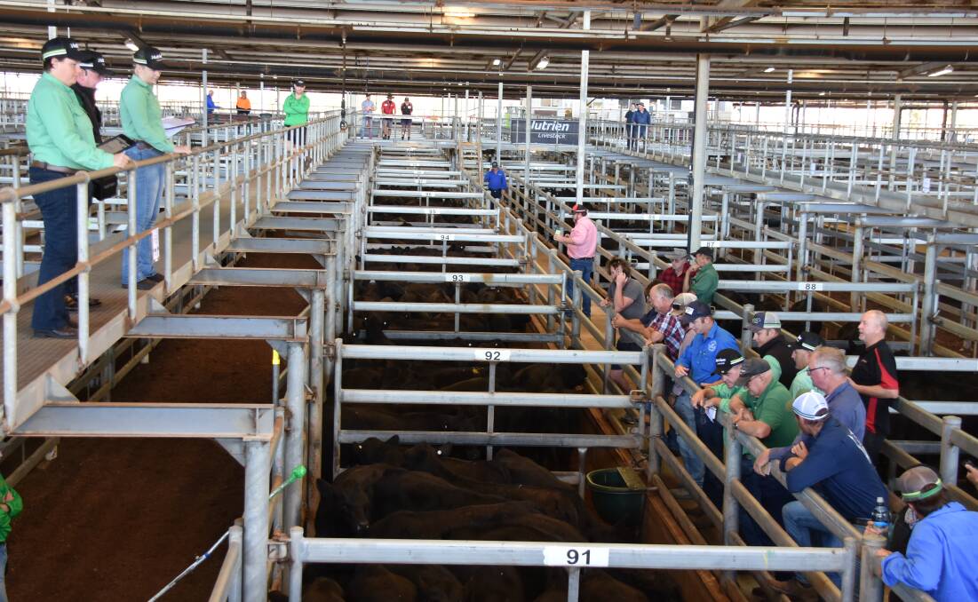 Nutrien Livestock sold 1165 head in its store sale at the Muchea Livestock Centre last week. Steers topped at $1255 and heifers made up to $1104.
