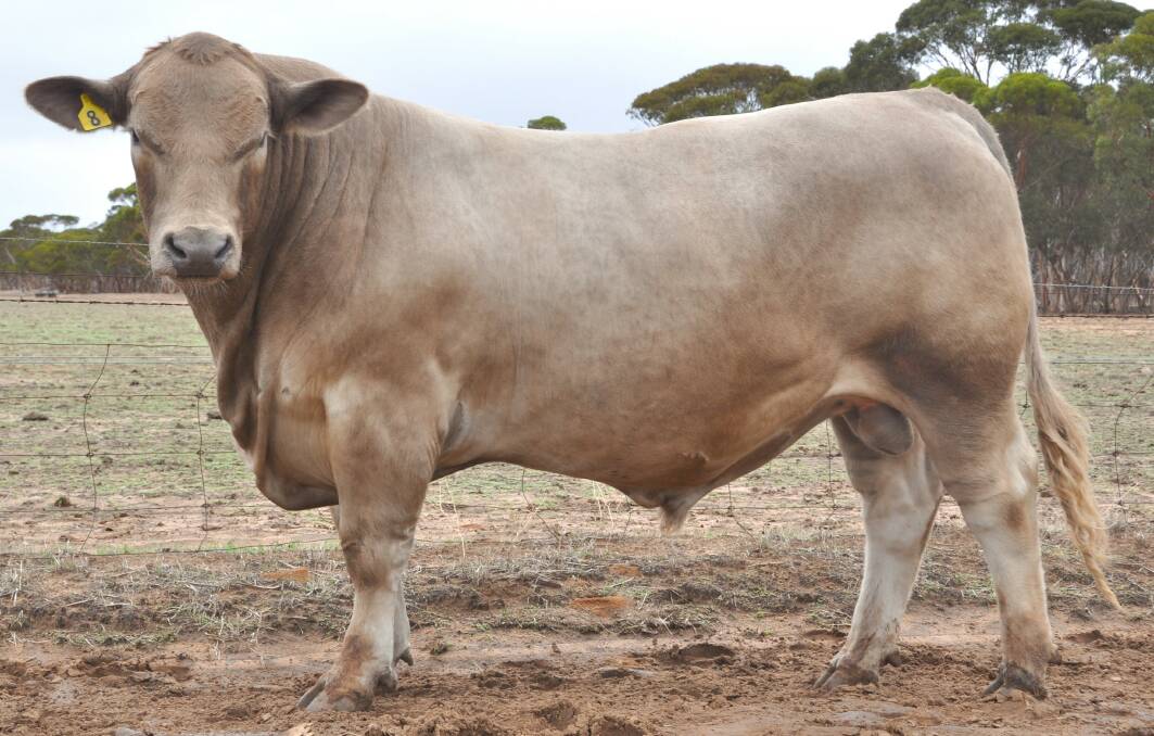 Achieving the sales second top price was a 950kg April 2022-drop Young Guns Quicksilver Q40 son, Young Guns Tonto BJL T45, which was snapped up by an Elders Geraldton account for $7250.

