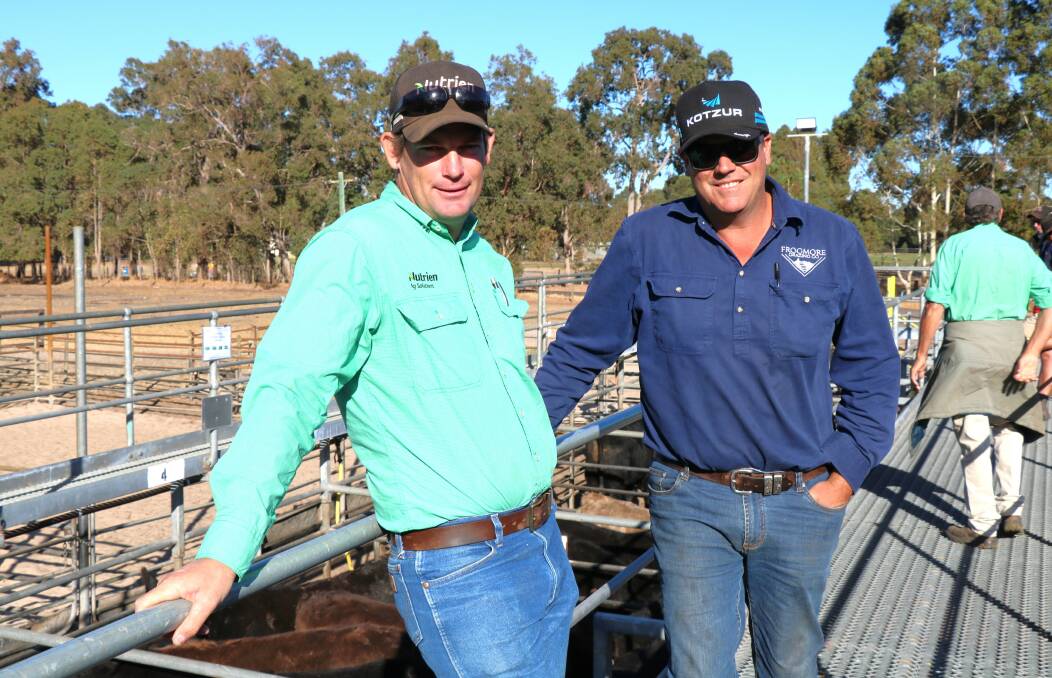 Catching up before the sale were Nutrien Livestock,Boyanup co-ordinator Chris Dunlop (left) and Rodney Galati, Brunswick.
Mr Galati went on to be one of the major buyer at the sale.
