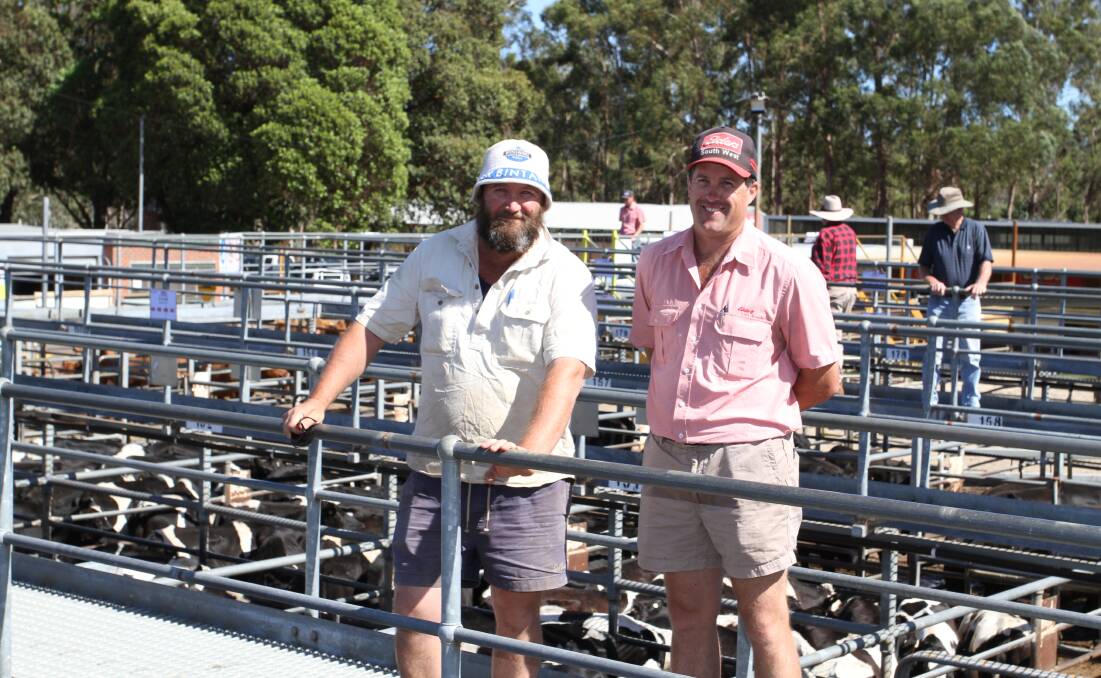 Vendor Damian Panetta (left), CA Panetta, Harvey and his agent Craig Martin, Elders, Collie/Brunswick, caught up before the sale. The Panetta family sold young first cross and Friesian steers to $600.
