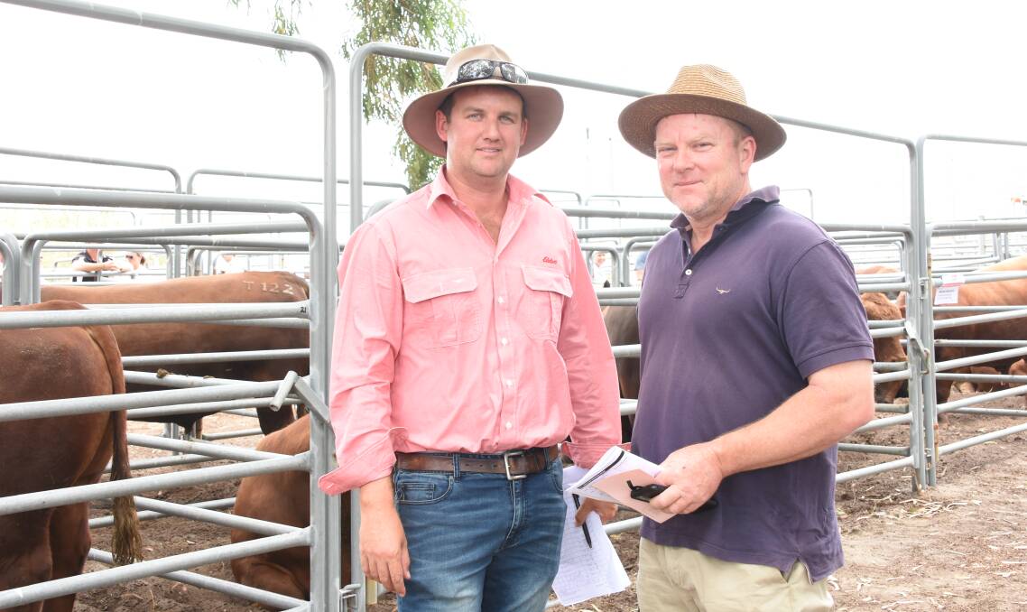  Inspecting the bulls before the sale were Elders, Boyanup representative Alex Roberts and Roger Verbrugge, Ferguson. In the sale the pair purchased two Kingslane bulls at $5500 and $5000 for Mr Verbrugges herd of 70 to 80 Simmental and Simmental-Red Angus cross breeders.
