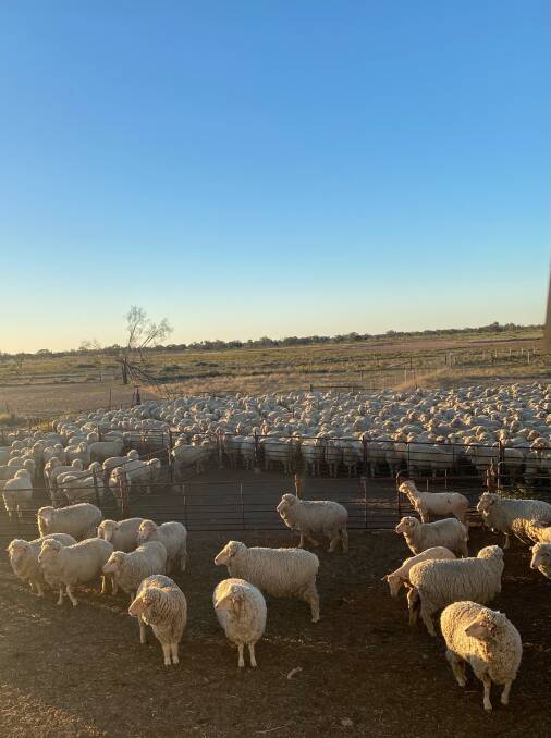 Grazier Greg Woodlock aims to optimise land use with Merinos and prime lambs