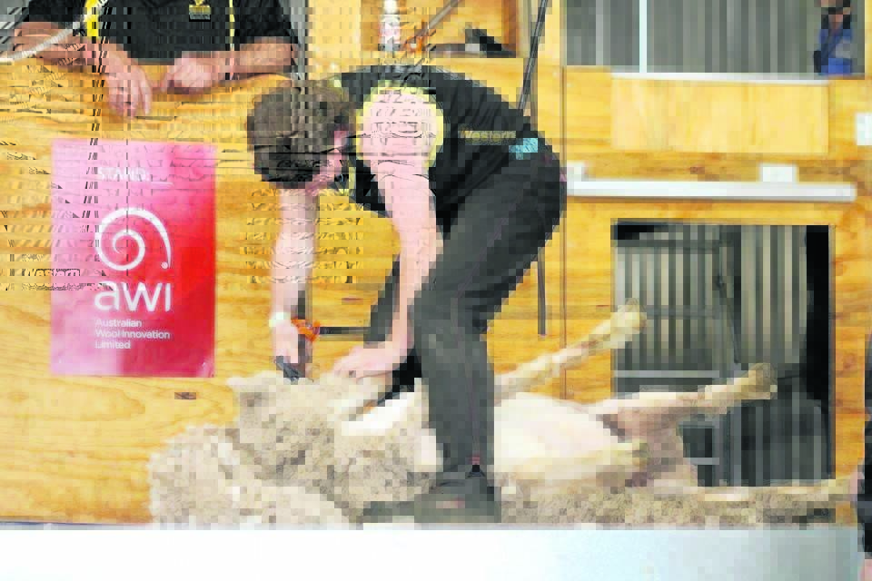Caiden Cox thrives in the pressure of competition shearing.