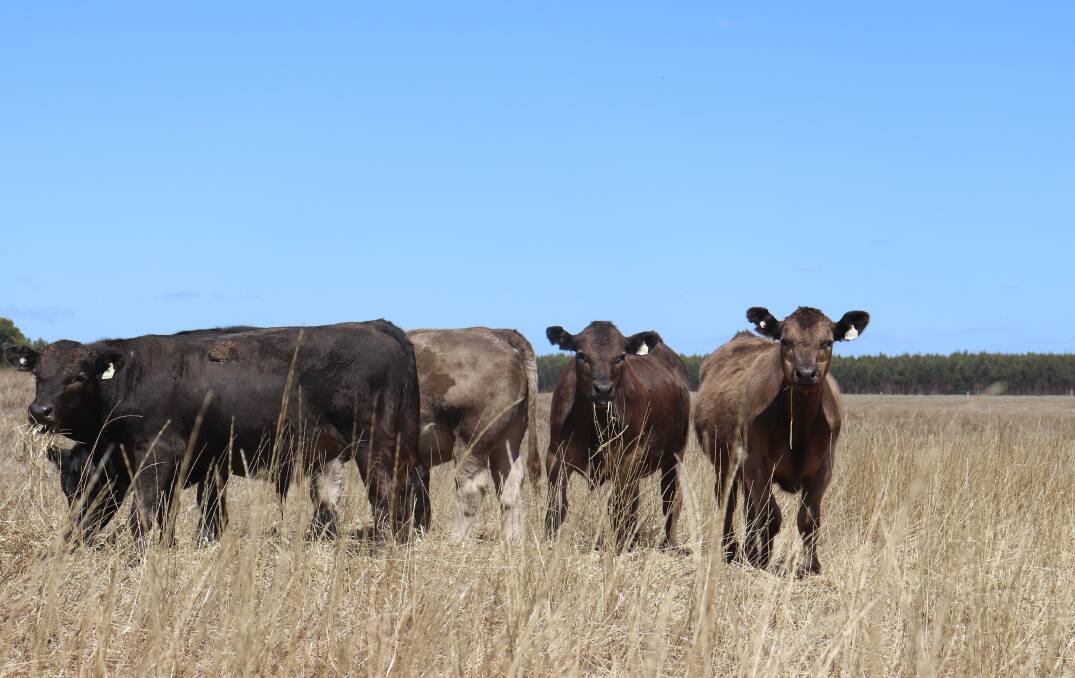 The introduction of Gelbvieh bulls has been more prominent in recent years, adding a hybrid vigour effect to the herd which has increased weight gain figures, which they are noticing significantly in their calves.
