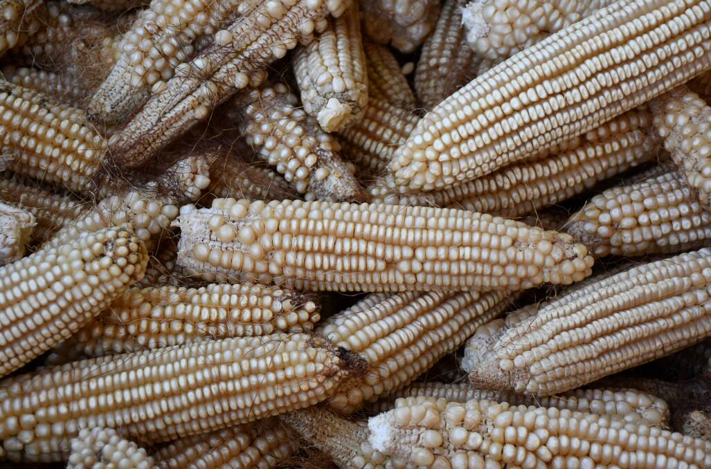 Bumper crop: The heritage corn that was harvested during the project. Picture: GSLLS.