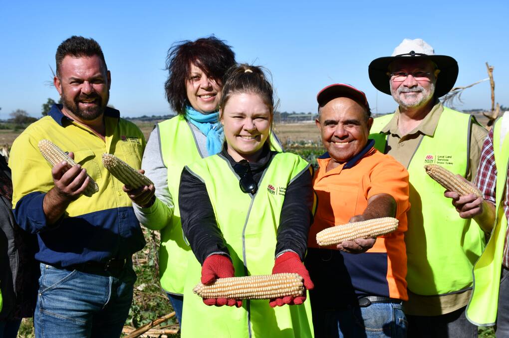 Seed bank replenished: Peter Conasch, Jen Dollin, Brittany Hardiman, Mario Muscat and Dr Ian Knowd with some examples of the heritage corn that was harvested on May 31. Picture: GSLLS.