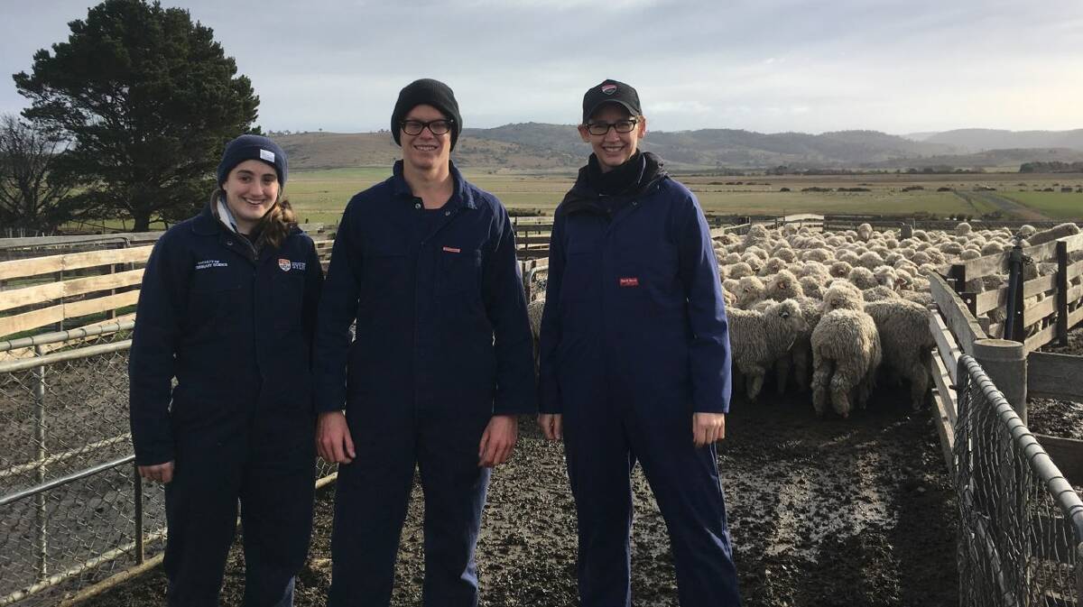 Field work being undertaken on sheep at Camden, NSW, by University of Sydney students.