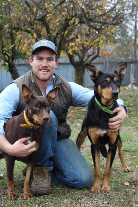 HARD-WORKING PUPS: Newcomer to the Australian working dog industry, Aoidh Doyle with his dogs Tilly and Sally.