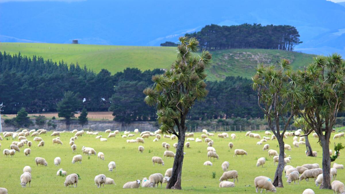 New Zealand's sheep flock has reduced dramatically over the last few decades.