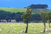 Australian export markets grow on back of NZ sheep flock decline