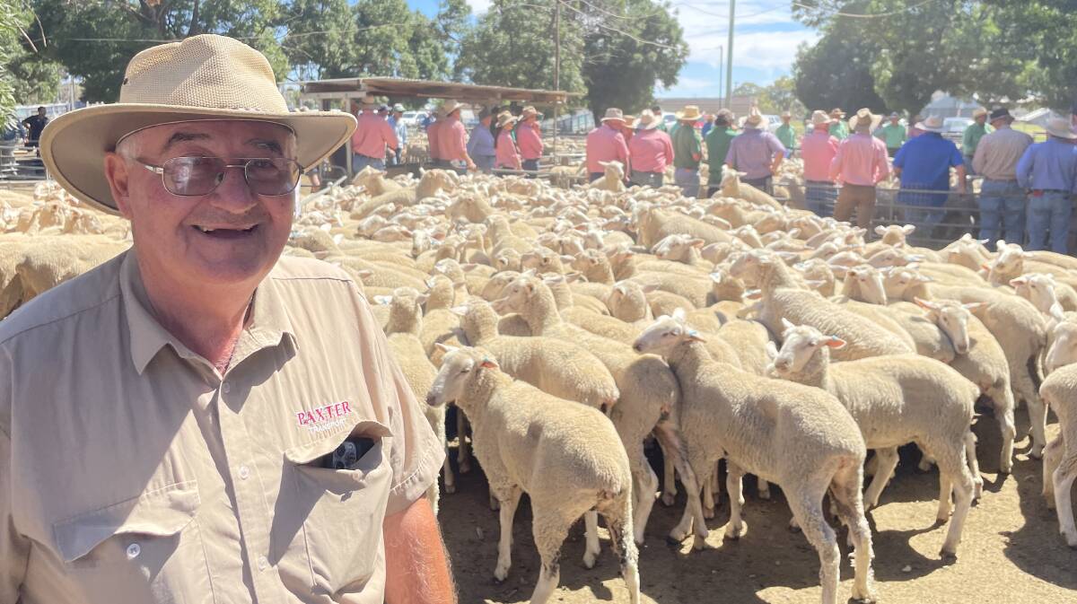 Kel Baxter, Berrigan, NSW, received $160 for his pen of 223 first-cross, April/May 2023-drop, October-shorn, ewes at Deniliquin, NSW. Picture by Stephen Burns