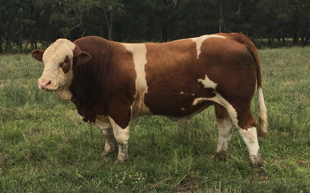 CROSSBREEDING BENEFITS: One of the quality bulls to be offered in the inaugural Fleckvieh Simmental Herd Improver Sale, held in conjunction with Beef 2021, is Wondenia Pacasso, bred by the Dench family, Gilgandra, NSW. 