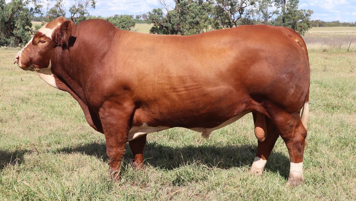 QUALITY GENETICS: The Fleckvieh Simmental Herd Improver Sale at Beef 2021 also features stud sire prospect, Daraabah Podrick, one of seven specially selected bulls offered by the McColl family, Dubbo, NSW.