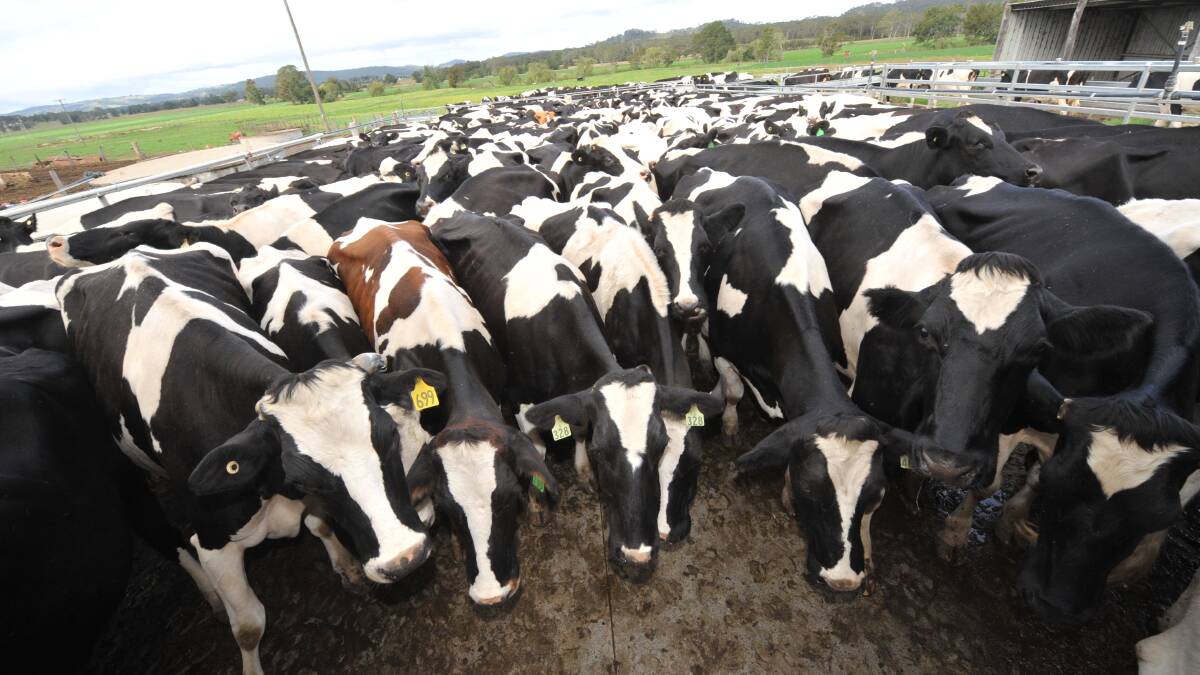 ABC's polled breeding snub leaves dairy farmers fuming