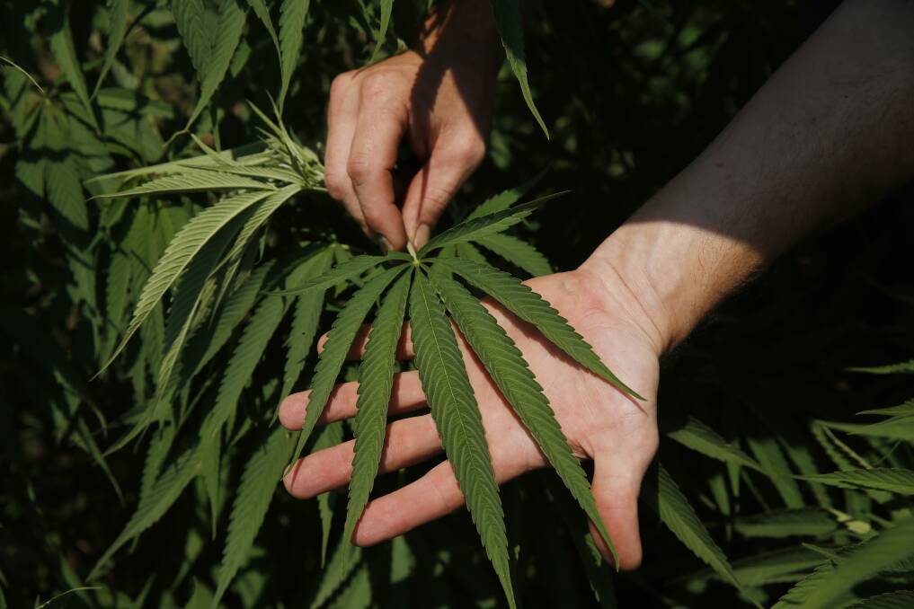 AgriFutures Australia aims to help make the national industrial hemp industry worth $10 million annually by 2026. 