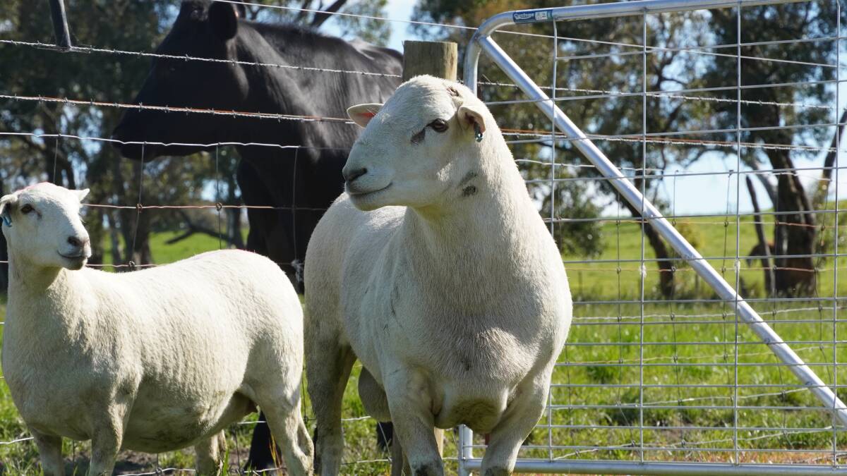 The Flaxley Australian White pin-up ram White Gold. Photo: Supplied.