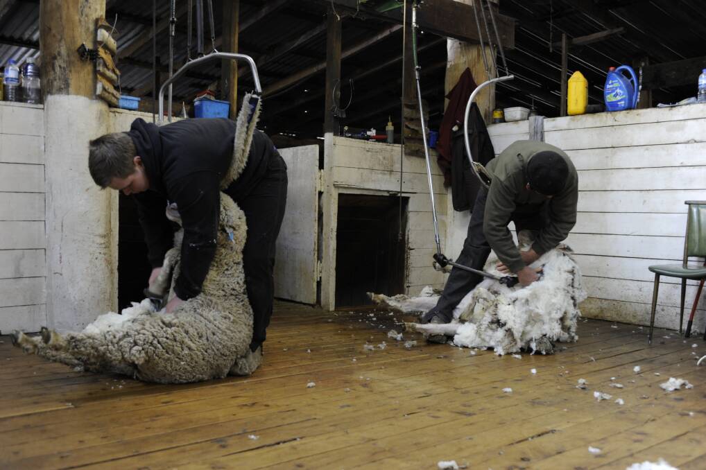 KEEN SUPPORT: Good style fine and superfine Merino types are still attracting keen support from buyers with European connections, or a European final destination in mind.
