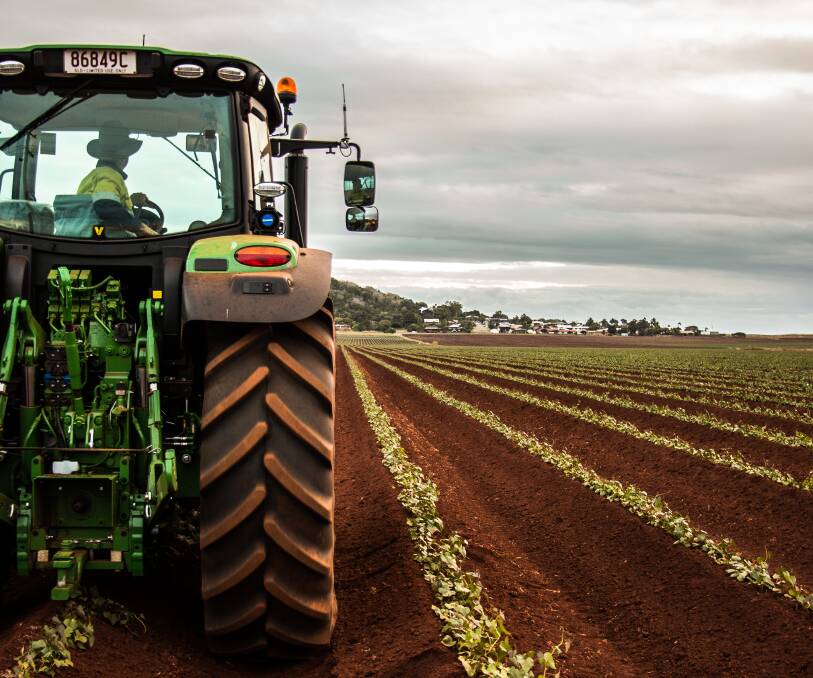 Sweet potatoes can be grown year-round in Bundaberg's climate, which makes it easier to develop repeatable systems. Picture: Supplied