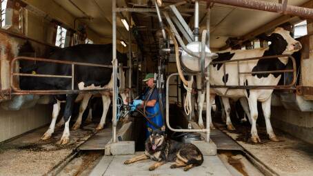 HIRING: Farmer Rod Williams is looking to employ a worker at his Stroud Road dairy. Pictures: Max Mason-Hubers 