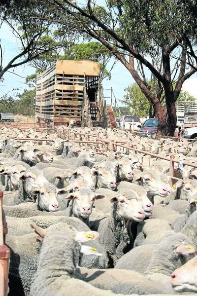 WAMMCO looks to east for sheep supplies