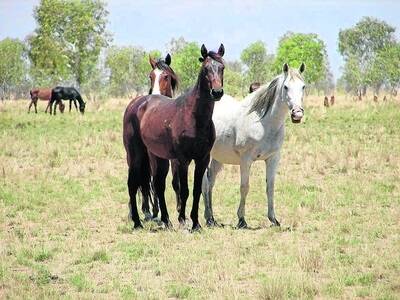  Wild horses around the Lake Gregory region may now be trucked to Margaret River.