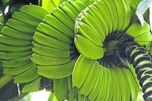 WA banana growers find perfect partnership with Perth Zoo