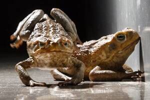 $300,000 to fight cane toads