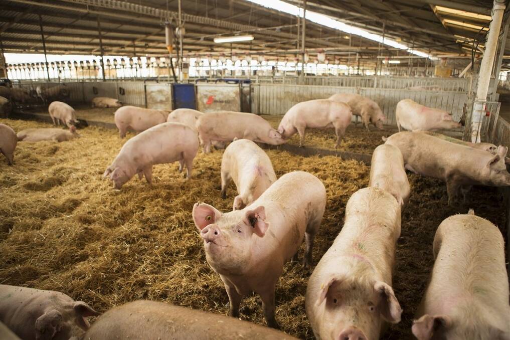 Animal welfare is a priority at Craig Mostyn Group's Mogumber pork farm