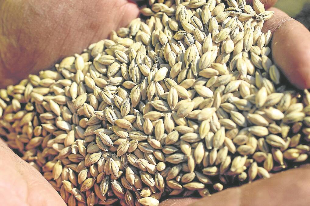 An estimated million tonnes of Australian malt barley goes into our nation's beers each year but the craft sector is doing it particularly tough at the moment. Picture file