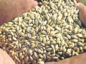An estimated million tonnes of Australian malt barley goes into our nation's beers each year but the craft sector is doing it particularly tough at the moment. Picture file