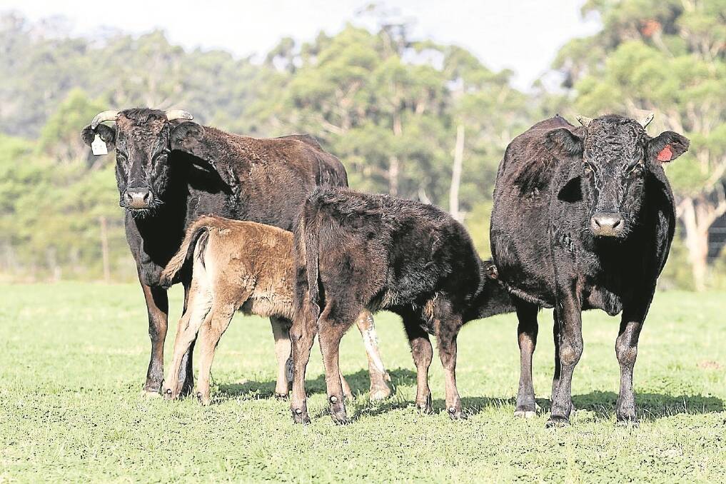 Some of the 25 purebred Wagyu cows and calves offered by Bluestream Holdings, Northcliffe, that topped IRA Pemberton's special cow and calf sale on AuctionsPlus on Monday at $2475.