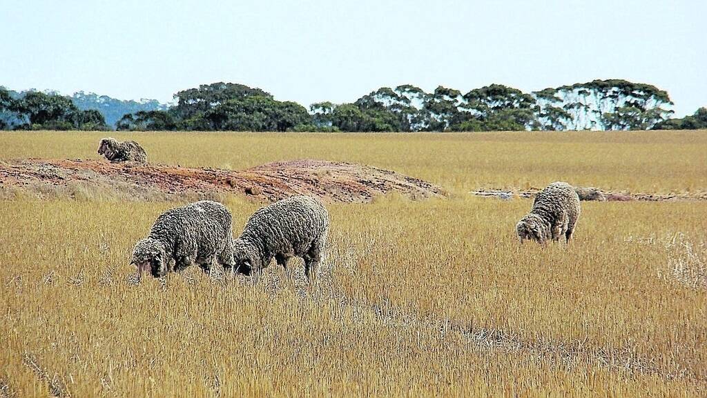 Trial sites have shown that light grazing of sheep on crop residues has no impact on the following crop.