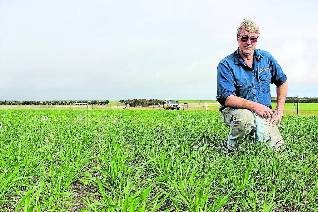 p West River grower Andrew Duncan is expecting significant fungal disease presure in cereals this year.