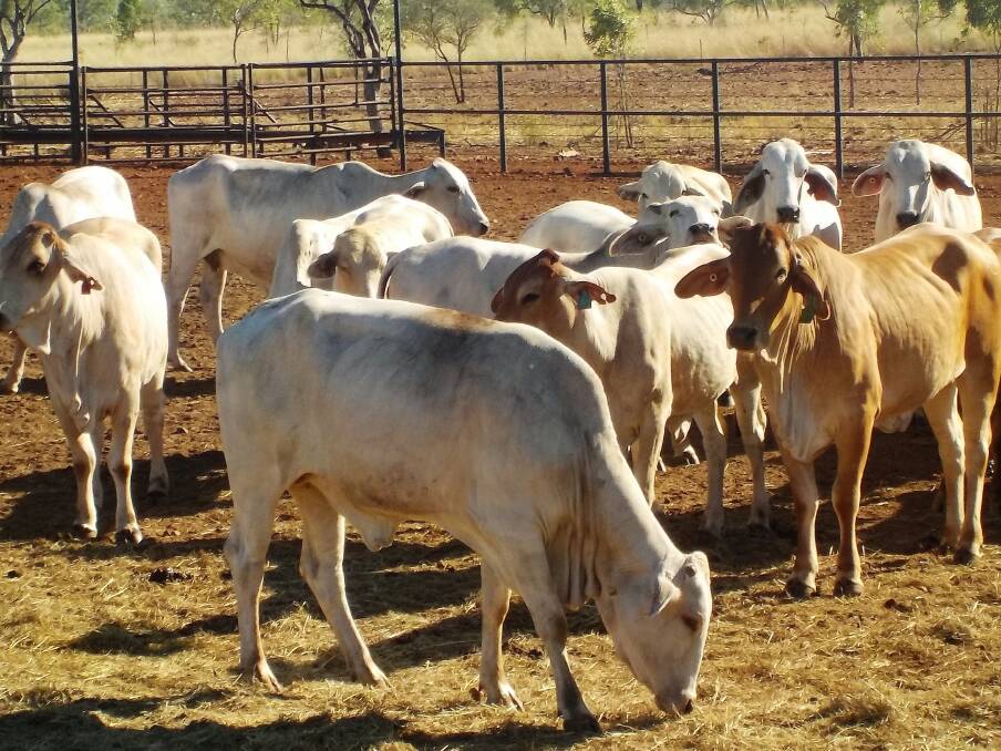 Log in for inaugural online cattle sale