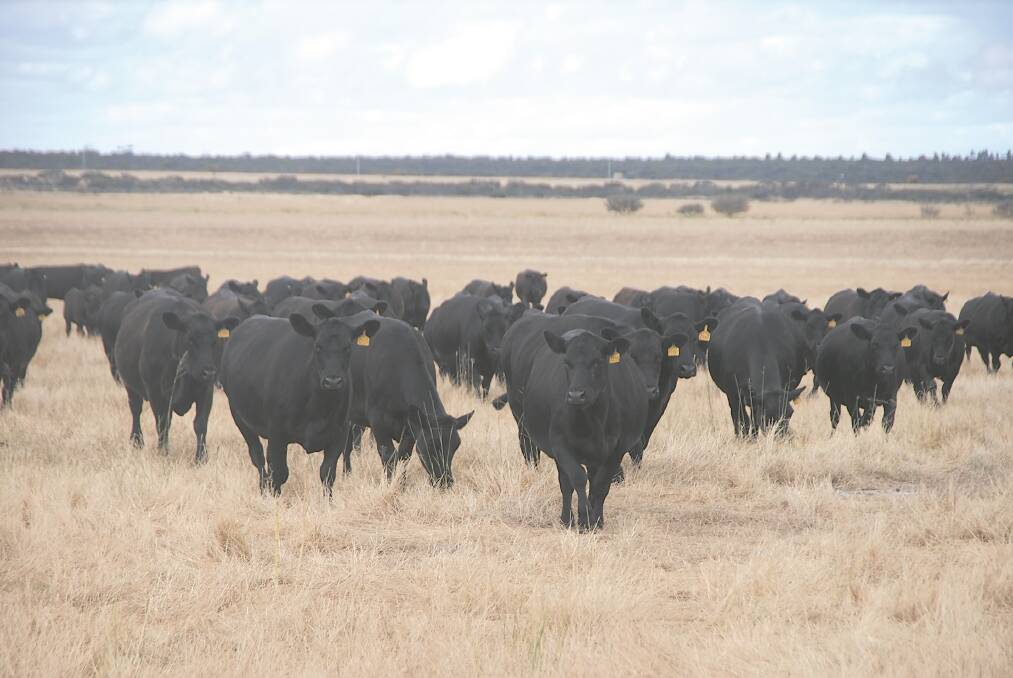 Cattle Council seeks long-term support