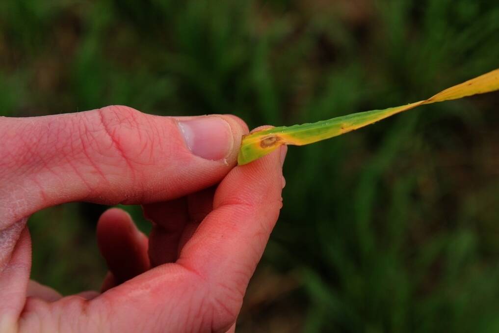 An example of potential zinc deficiency in wheat, which can show up as yellow patches and bending in the leaf.