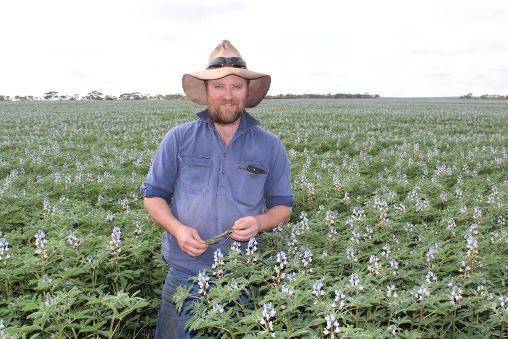 Morawa grower Steven Rowe in his lupin crop. The season is progressing well, with wheat yields of 2t/ha and over expected.
