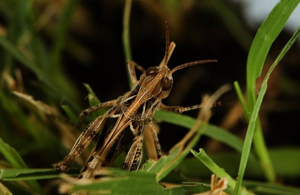 Regional landholders, particularly in eastern and southern parts of the grainbelt, are advised to inspect properties for locust activity and prepare to implement control activities during spring.