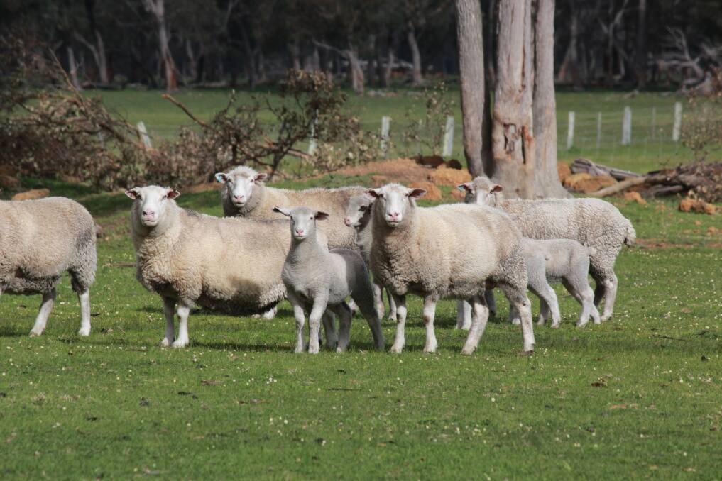 Sheep find their place in Narrikup
