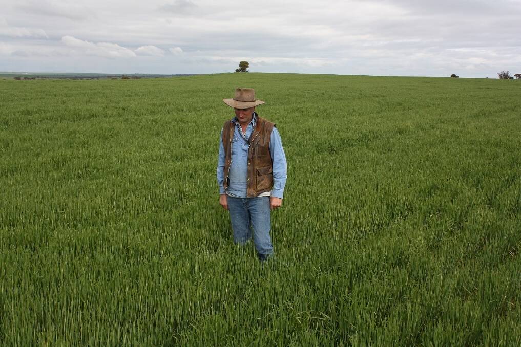 Kulin farmer Brendon Savage standing in a healthy crop of wheat growing on a ridge of typical ironstone country in a paddock characterised by under-performing crops.