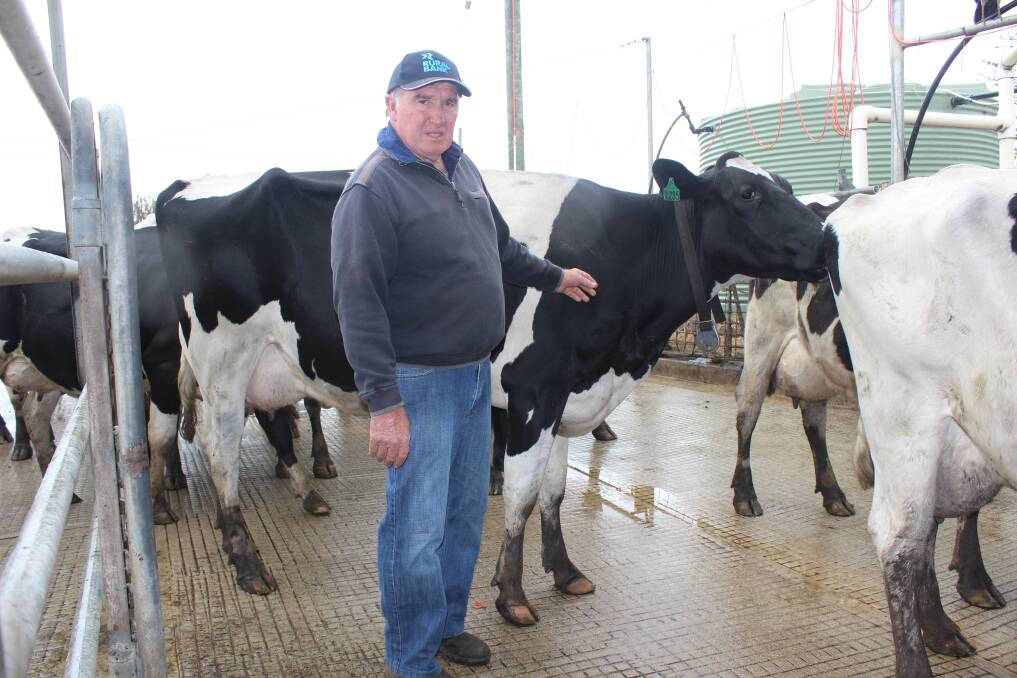 Graham Manning with his herd which he says he may have to send to an abattoir. His forebears started a dair in Mounts Bay Road, Perth, near where Jacob's Ladder is now, in the 1860s and they ran their cows on what was fenced off in the 1870s to become Kings Park.