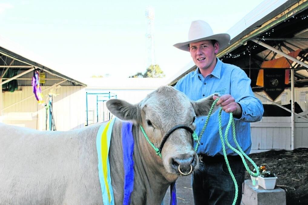 Harris Thompson, Boyup Brook, with one of his stud Murray Greys at this year s IGA Perth Royal Show.