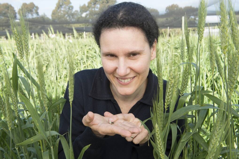 Department of Agriculture and Food entomologist Svetlana Micic is working on a new project to provide grain growers with new tools to better control slugs and snails in crops