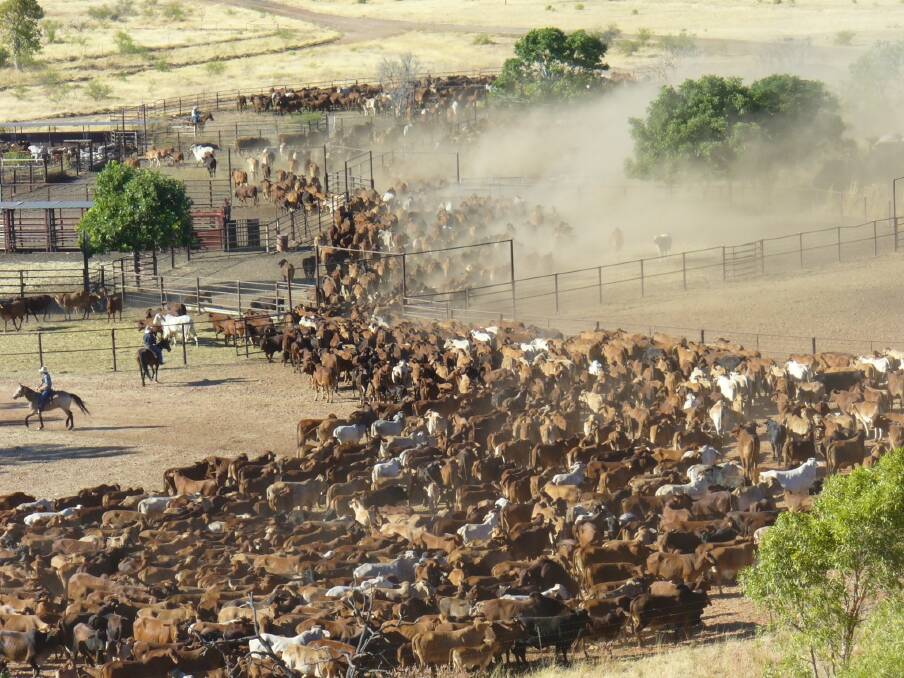 A cattle muster on Moola Bulla station near Halls Creek in the Kimberley. The RSPCA laid 16 cruelty charges after feral cattle from one back country muster were processed by stockmen before being trucked or turned out.