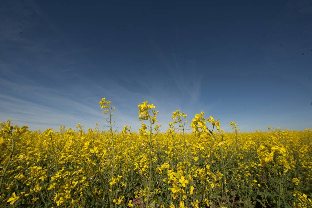 The Australian Competition and Consumer Commission is concerned a proposed merger between American chemical giants Dow and DuPont could delay introduction of new canola varieties and new crop protection products.