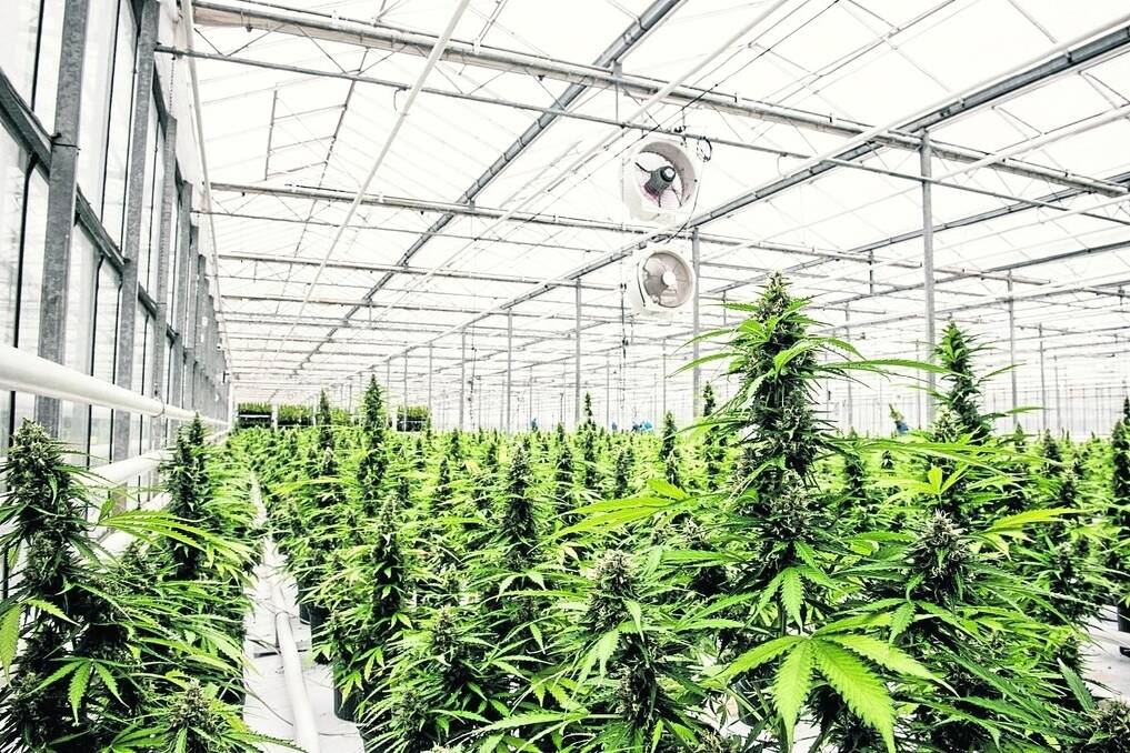 Medicinal cannabis could be crop option | Farm Weekly | WA