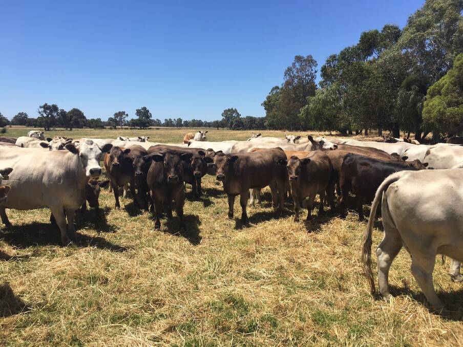 West Pinjarra producers RN & E Christmass will offer 60 calves aged 10-11 months at Landmark's Boyanup sale later this week on 1-2 December.